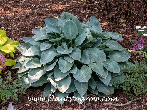 Hosta Smoke Signals (Hosta)